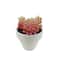 Assorted Micro Potted Succulent, 1pc. by Ashland®